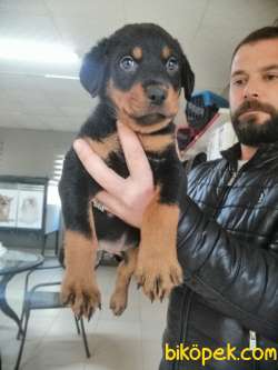 SAFKAN ROTTWEILER YAVRULAR 3