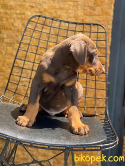 SAFKAN SAĞLIK GARANTİLİ DOBERMAN YAVRULAR 3
