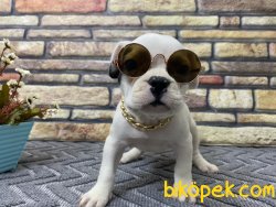 Safkan Sağlık Garantili French Bulldoglar 4