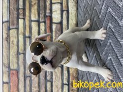 Safkan Sağlık Garantili French Bulldoglar 3