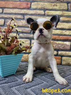 Safkan Sağlık Garantili French Bulldoglar 1