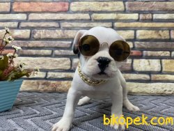 Safkan Sağlık Garantili French Bulldoglar 2