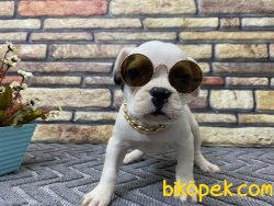 Safkan Sağlık Garantili French Bulldoglar 5