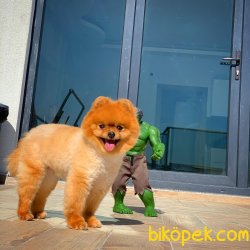 Safkan Saglık Garantili Pomeranian Yavrularımız 5