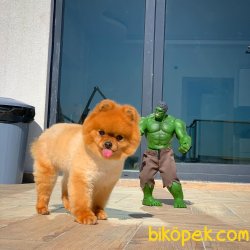 Safkan Saglık Garantili Pomeranian Yavrularımız 4