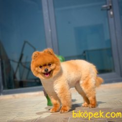 Safkan Saglık Garantili Pomeranian Yavrularımız 2