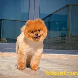 Safkan Saglık Garantili Pomeranian Yavrularımız 3