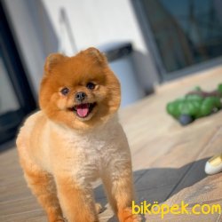 Safkan Saglık Garantili Pomeranian Yavrularımız 1