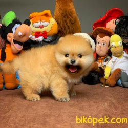 Safkan Saglık Garantili Pomeranian Yavrularımız 4