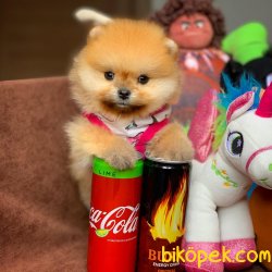 Safkan Saglık Garantili Pomeranian Yavrularımız 1