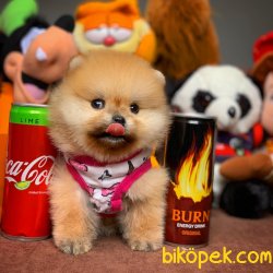Safkan Saglık Garantili Pomeranian Yavrularımız 3