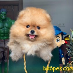 Safkan Saglık Garantili Pomeranian Yavrularımız 1