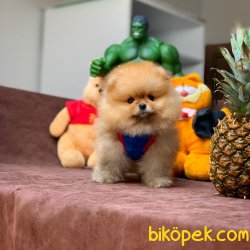 Safkan Saglık Garantili Pomeranian Yavrularımız 2