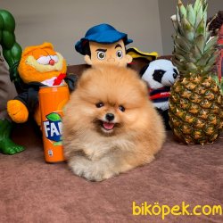 Safkan Saglık Garantili Pomeranian Yavrularımız 4
