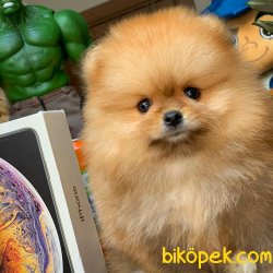 Safkan Saglık Garantili Pomeranian Yavrularımız 3