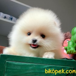 Safkan Saglık Garantili Pomeranian Yavrularımız 1