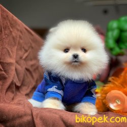 Safkan Saglık Garantili Pomeranian Yavrularımız 2