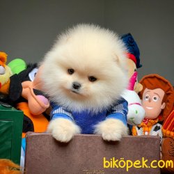 Safkan Saglık Garantili Pomeranian Yavrularımız 5