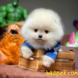 Safkan Saglık Garantili Pomeranian Yavrularımız 3