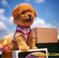 Safkan Saglık Garantili Toy Poodle  Yavrularımız 1