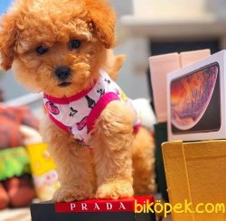 Safkan Saglık Garantili Toy Poodle  Yavrularımız 4