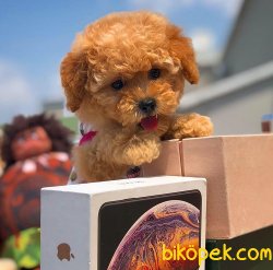 Safkan Saglık Garantili Toy Poodle  Yavrularımız 2