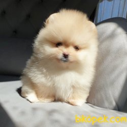 Safkan Sağlıklı Pomeranian Boo Yavrularımız 5