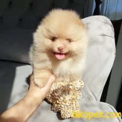 Safkan Sağlıklı Pomeranian Boo Yavrularımız 3