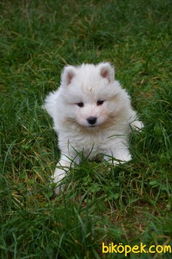 Safkan Samoyed Yavrular 4