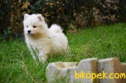 Safkan Samoyed Yavrular 1