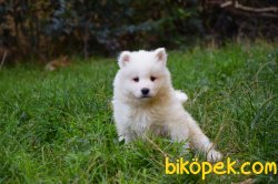 Safkan Samoyed Yavrular 3