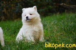 Safkan Samoyed Yavrular 2