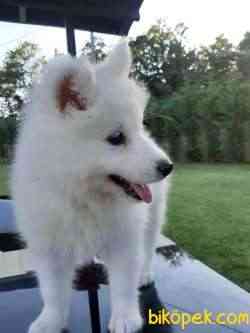 SAFKAN SAMOYED YAVRULARI 2