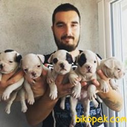 SAFKAN SATILIK FRENCH BULLDOG YAVRULAR 1
