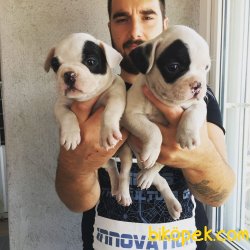 SAFKAN SATILIK FRENCH BULLDOG YAVRULAR 2