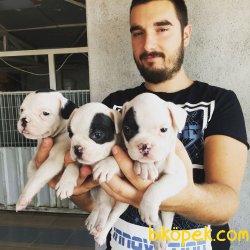 SAFKAN SATILIK FRENCH BULLDOG YAVRULAR 3