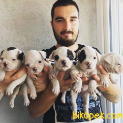 SAFKAN SATILIK FRENCH BULLDOG YAVRULAR 4