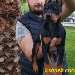 SAFKAN SATILIK KİNG DOBERMAN YAVRULARI 3