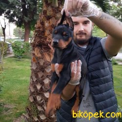 SAFKAN SATILIK KİNG DOBERMAN YAVRULARI