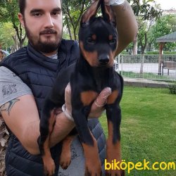 SAFKAN SATILIK KİNG DOBERMAN YAVRULARI 4