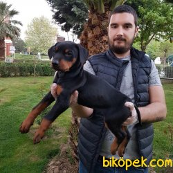 SAFKAN SATILIK KİNG DOBERMAN YAVRULARI 2