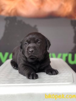 SAFKAN SATILIK LABRADOR RETRİEVER YAVRULAR 3
