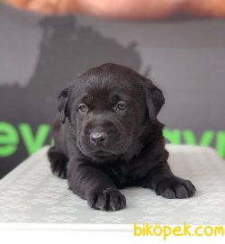 SAFKAN SATILIK LABRADOR RETRİEVER YAVRULAR 1
