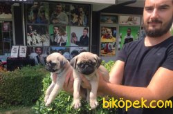 SAFKAN SATILIK PUG MOPS YAVRULAR 4