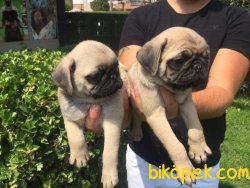 SAFKAN SATILIK PUG MOPS YAVRULAR 1