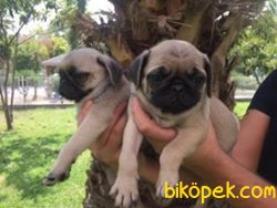 SAFKAN SATILIK PUG MOPS YAVRULAR 3