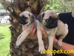 SAFKAN SATILIK PUG MOPS YAVRULAR 2