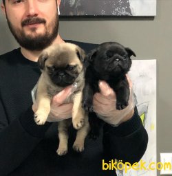 SAFKAN SATILIK PUG MOPS YAVRULAR 3