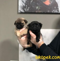 SAFKAN SATILIK PUG MOPS YAVRULAR 1