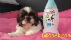 SAFKAN SATİLİK SHIH TZU YAVRULARI 4